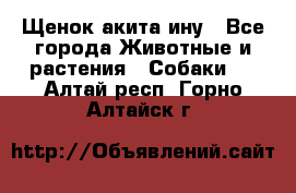 Щенок акита ину - Все города Животные и растения » Собаки   . Алтай респ.,Горно-Алтайск г.